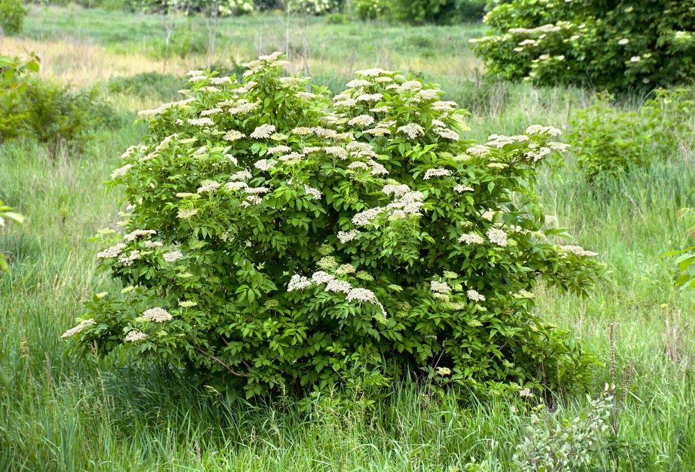 Tree Spotlight: elder